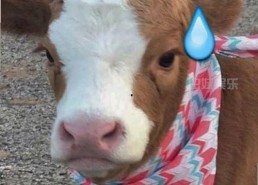 国产视频暗流涌动：九九视频的视听盛宴究竟藏着什么？🎬